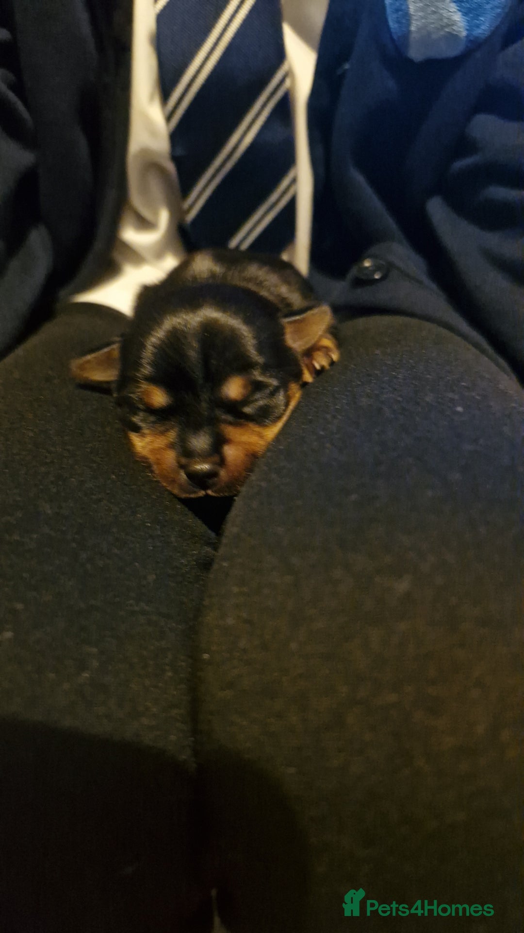 Chorkie dogs for sale: Yorkies cross chihuahua  - Advert 2