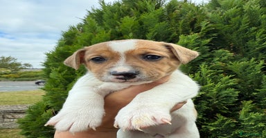 Jack Russell dogs - Advert 5