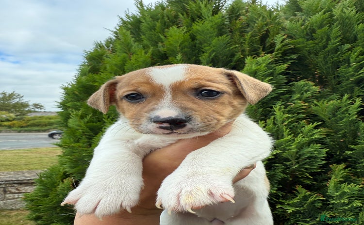 Jack Russell dogs - Advert 4