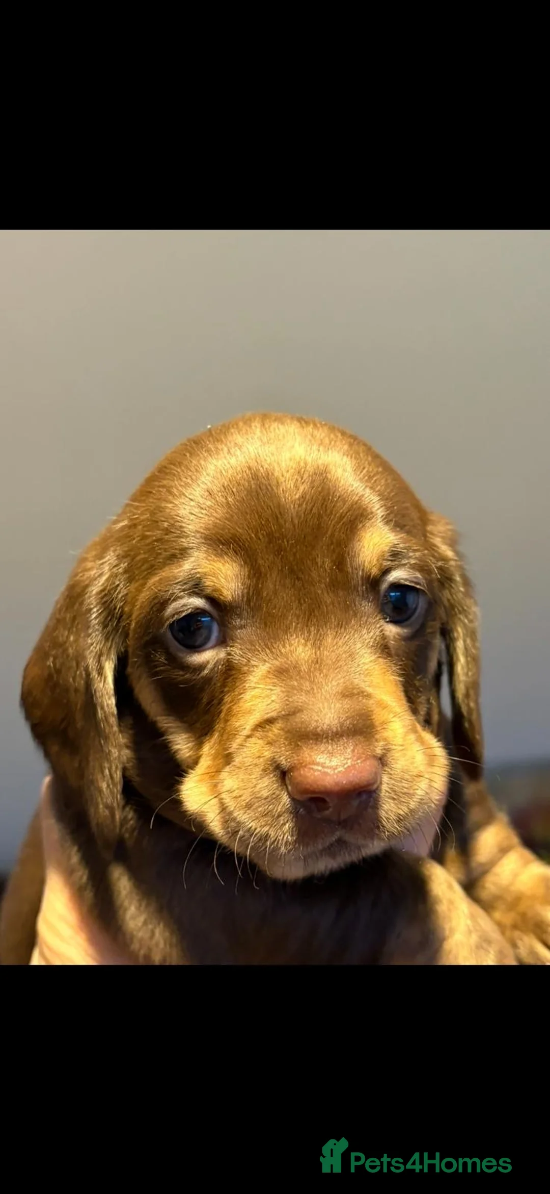 Miniature Dachshund dogs for sale: . Mini Dutch Hound Pups – Choc & Dapple - Advert 3