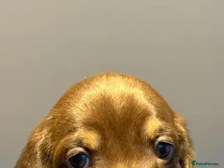 Miniature Dachshund dogs . Mini Dutch Hound Pups – Choc & Dapple - Advert 4