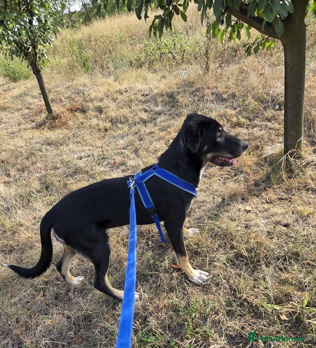 Mixed Breed dogs for adoption: RONA - a Lovely young Girl, for a Loving Home - Advert 13