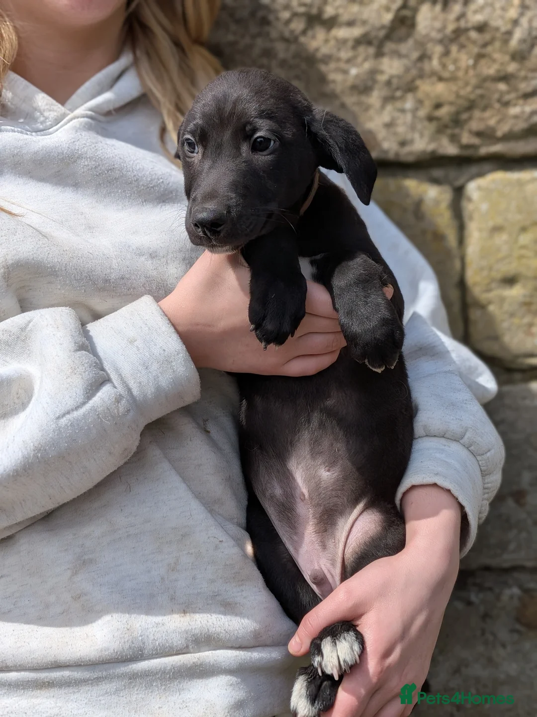 Lurcher dogs for sale: Whippet/Bedlington Male pup (Lurcher) - Advert 2