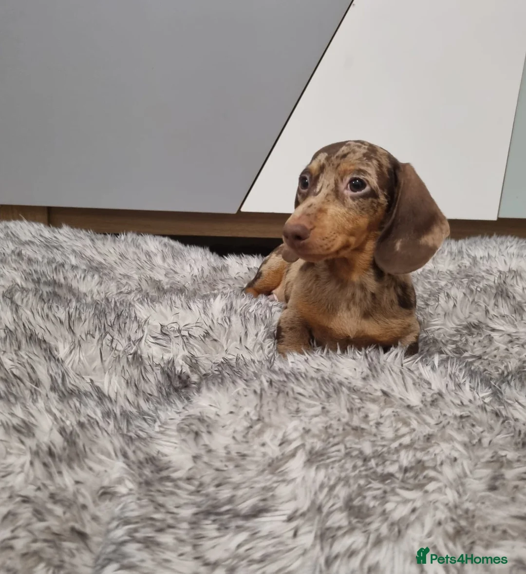 Dachshund dogs for sale: 4 Beautiful miniature dachshund puppies  - Advert 2