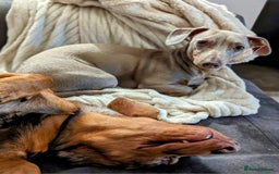 Miniature Dachshund dogs for sale: Martha & Arthur £600 for both  - Image 12