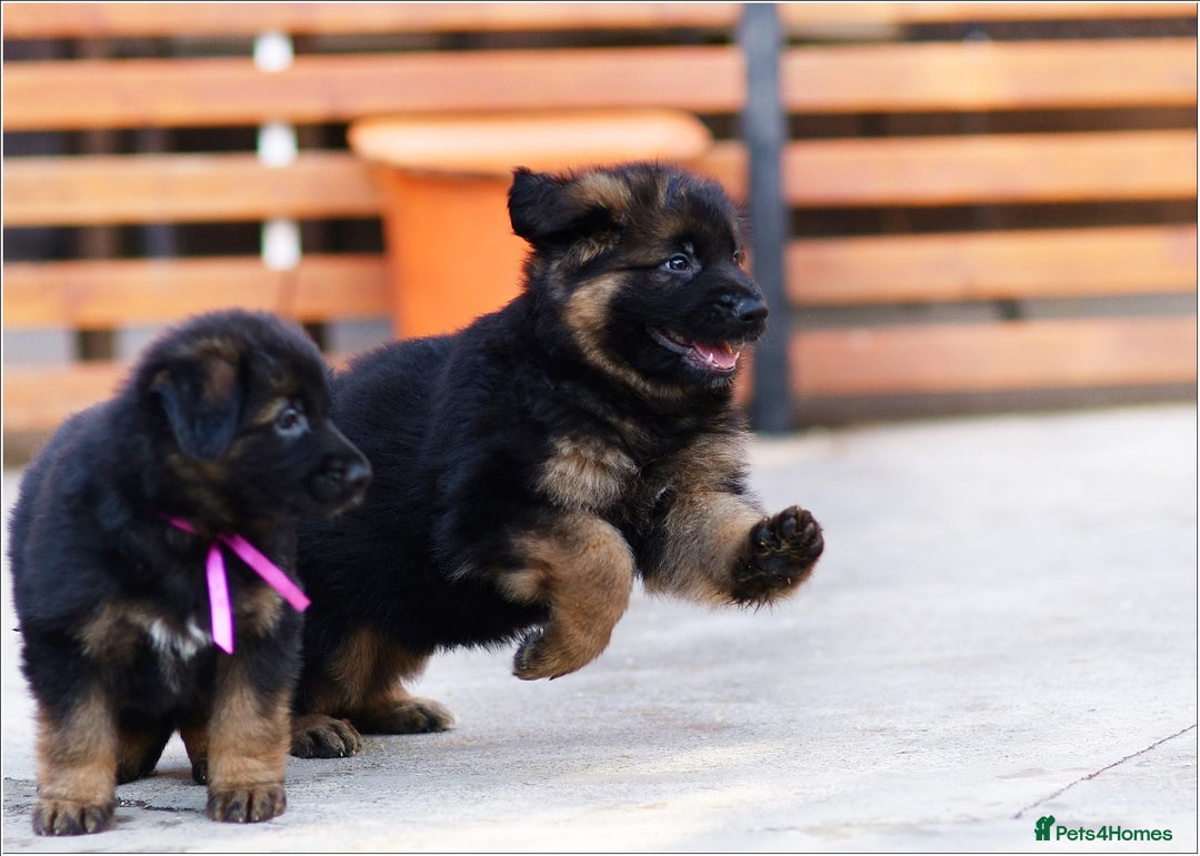 German Shepherd dogs for sale: BRUSAVENBERG LITTER DUE 3rd WEEK of JANUARY 2026 - Advert 4