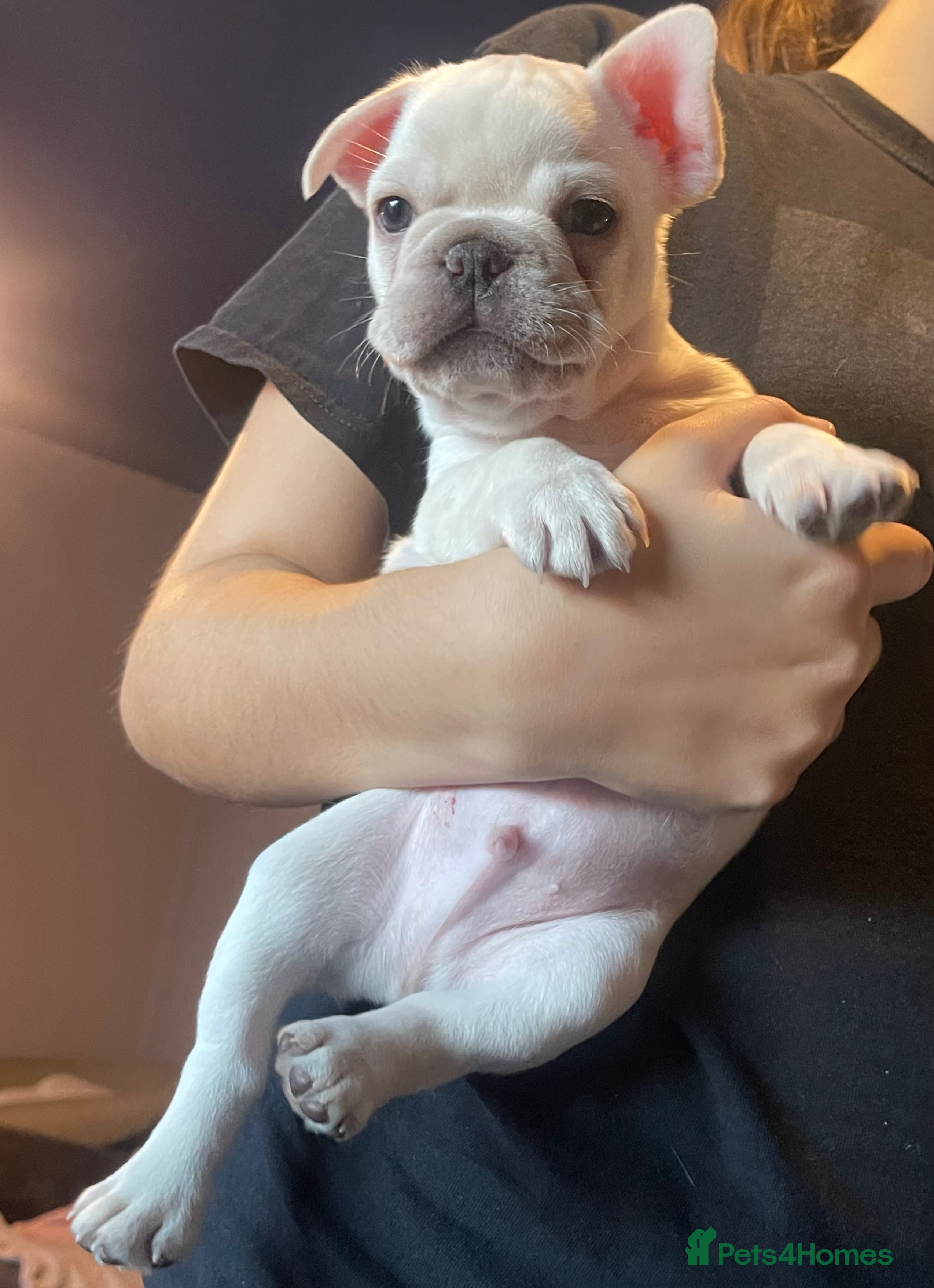 French Bulldog dogs KC REG AND FULL PEDIGREE FRENCH BULLDOGS - Advert 2