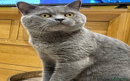 British Shorthair cats for stud: British shorthair blue cat for stud - Image 4
