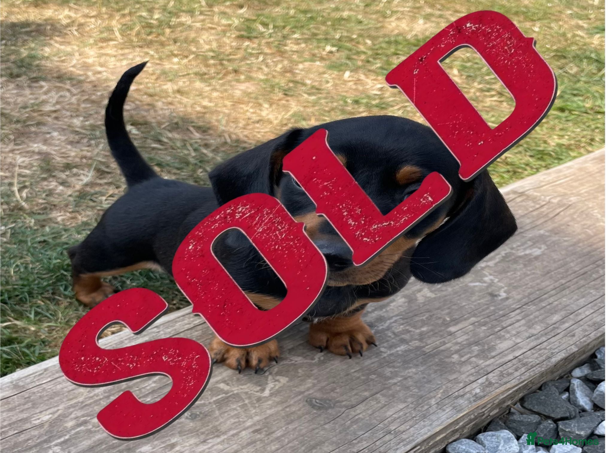 Miniature Dachshund dogs Beautiful Miniature Dachshund Puppies  - Advert 2