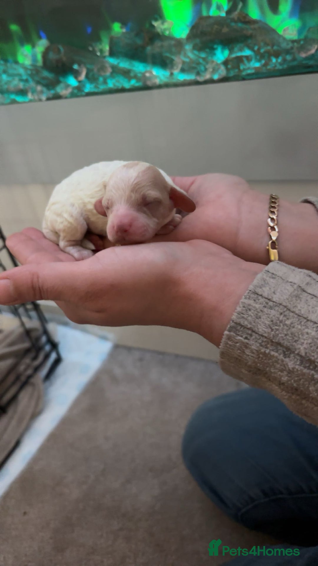 Mixed Breed dogs for sale: Cavapoo puppies  - Advert 13