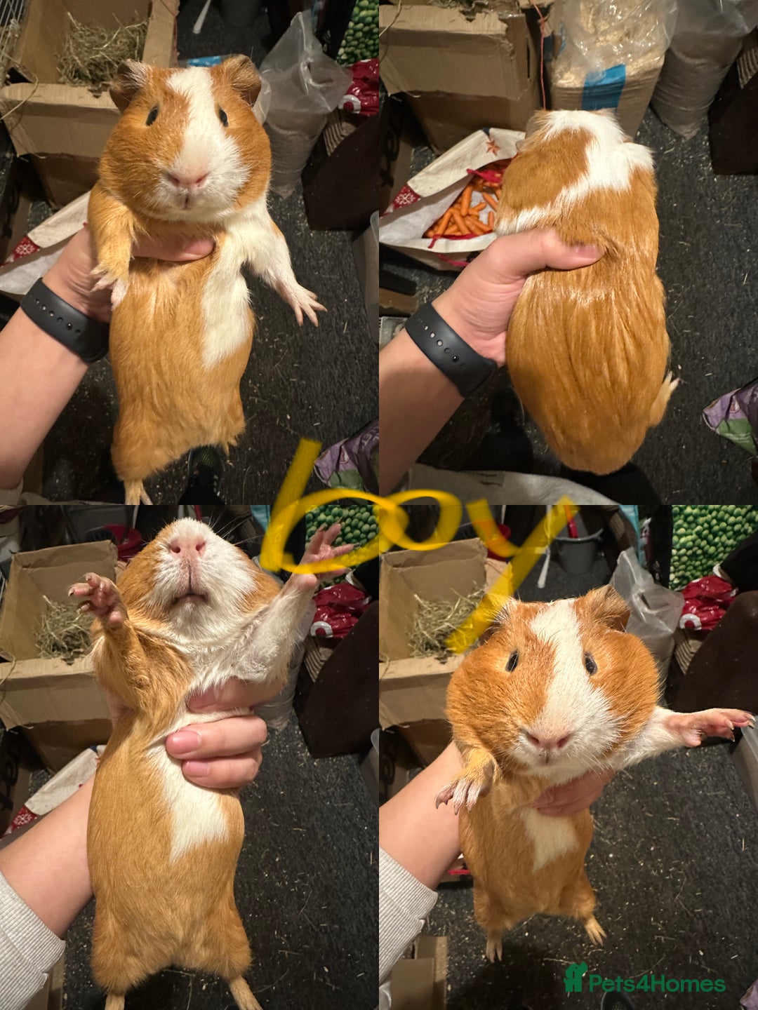 Guinea Pig rodents for sale: Lovely and friendly guinea pigs - Advert 4