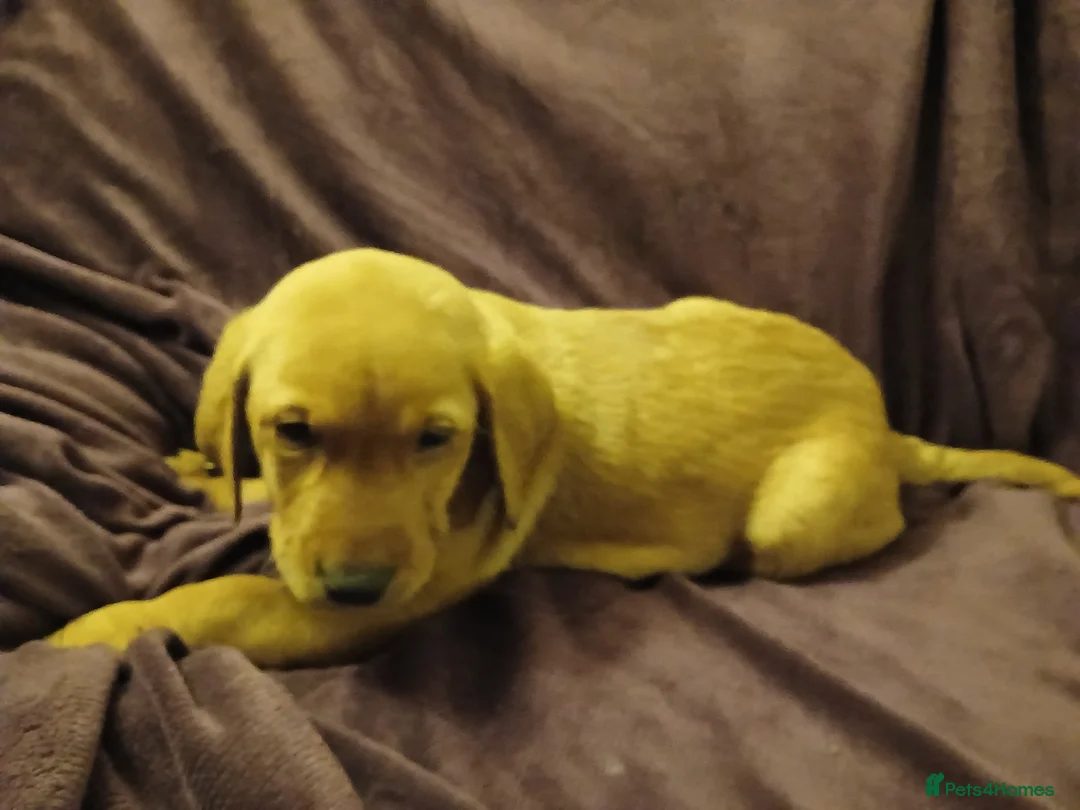 Labrador Retriever dogs for sale: Fox red labrador puppies - Advert 10