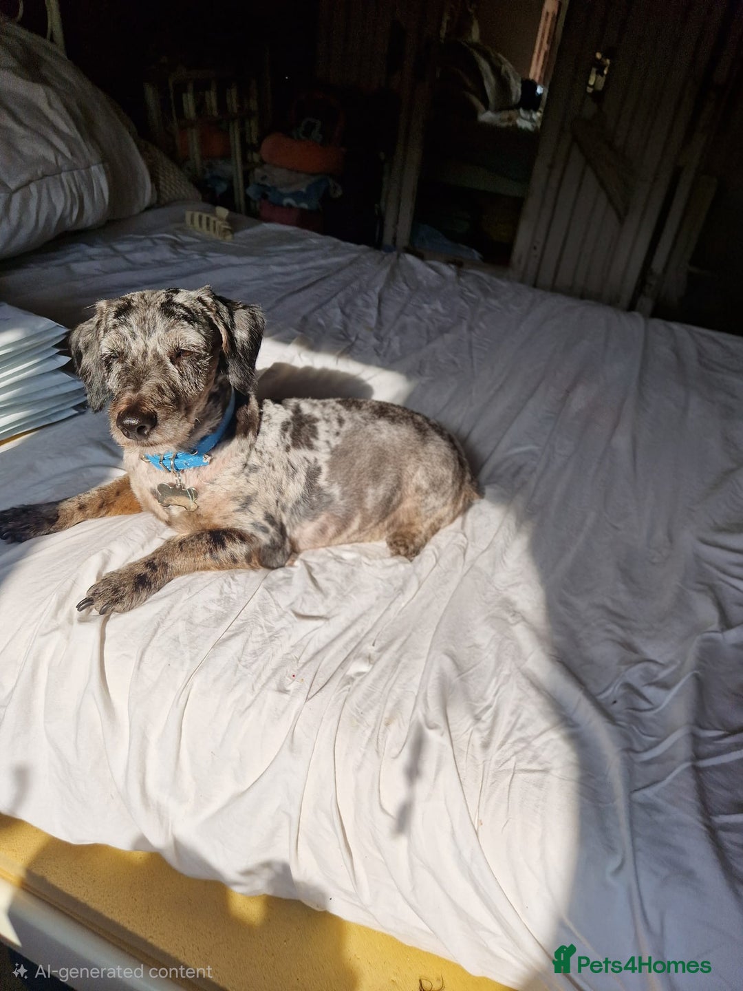 Doxiepoo dogs for stud: ​ PROVEN Silver Dapple Doxipoo Available for Stud  - Advert 6