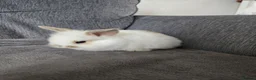 Mini Lion Lop rabbits for sale: Beautiful double maine lop sisters  - Advert 4