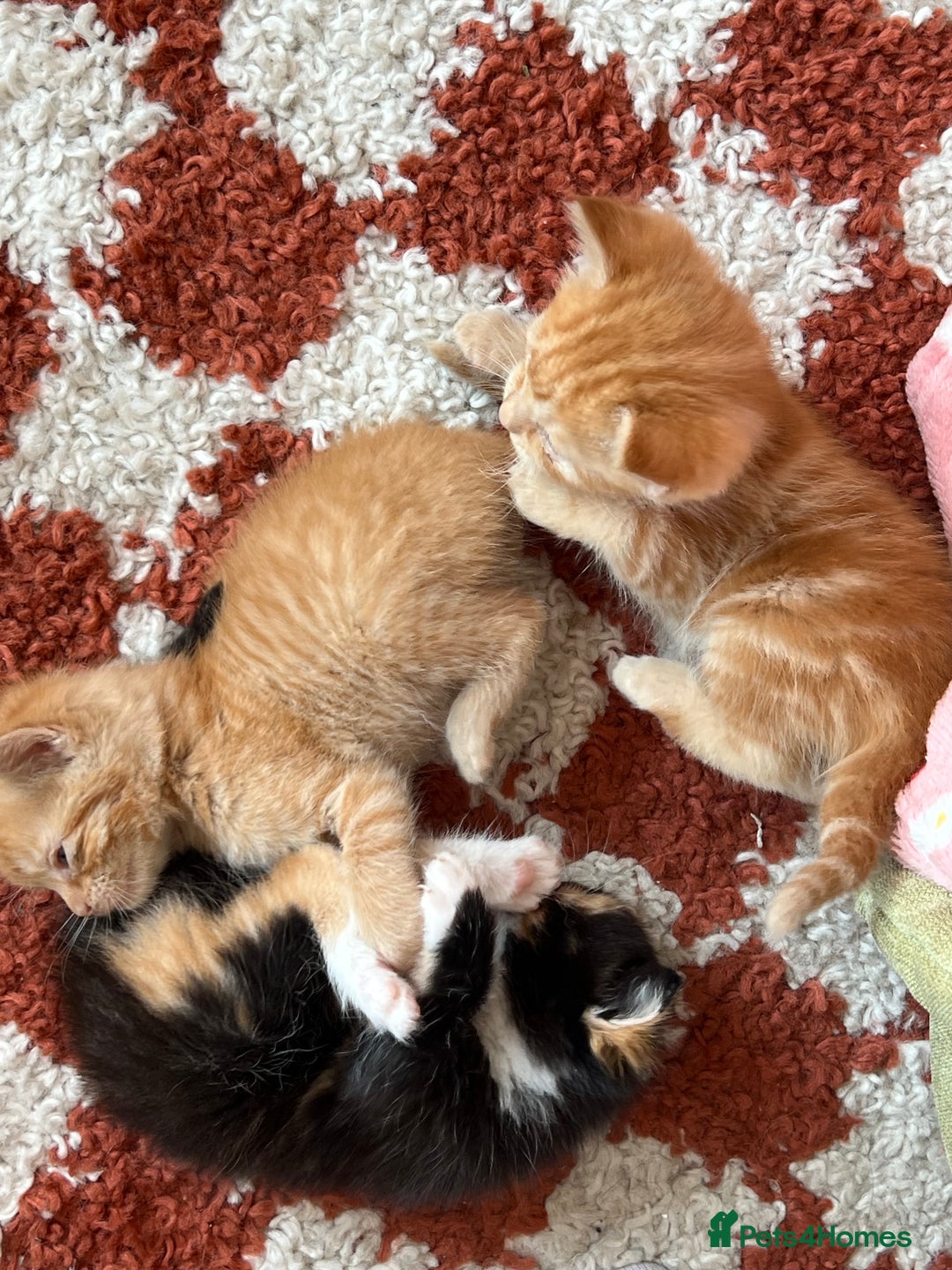 Domestic Shorthair cats for sale: 3 girl kittens  - Image 5