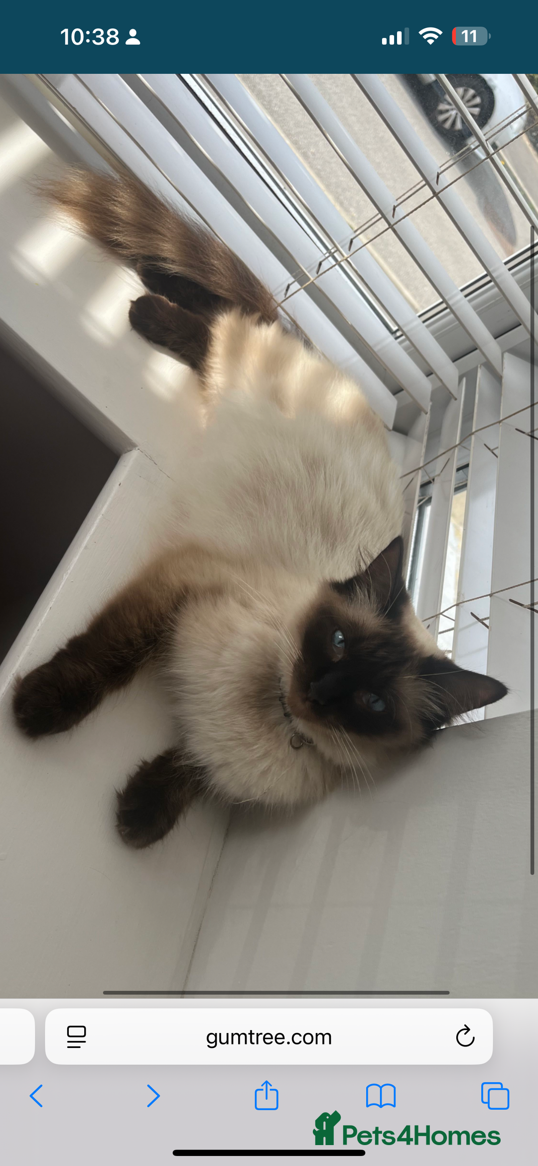 Domestic Shorthair cats for sale: Female domestic short hair kitten - Image 3