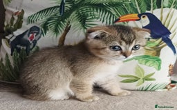 Scottish Fold cats for sale: Scottish Fold Kittens ( Delivery available) - Image 3