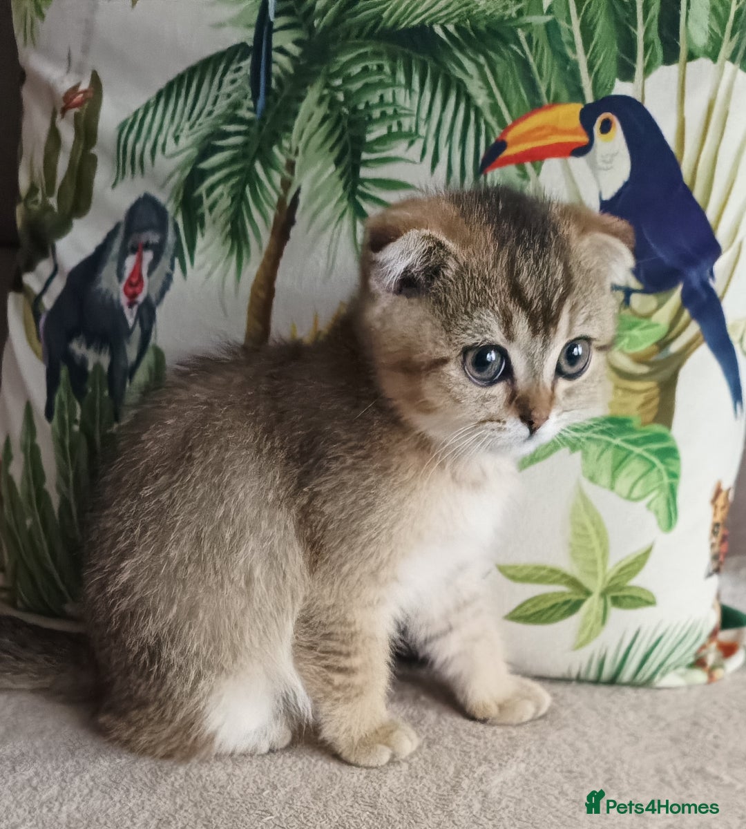Scottish Fold cats for sale: Scottish Fold Kittens ( Delivery available) - Image 3