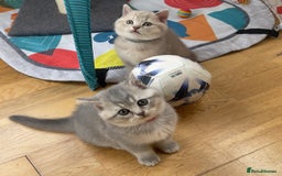 British Shorthair cats for sale: GCCF British Shorthair Kittens– Champion Lines - Image 25