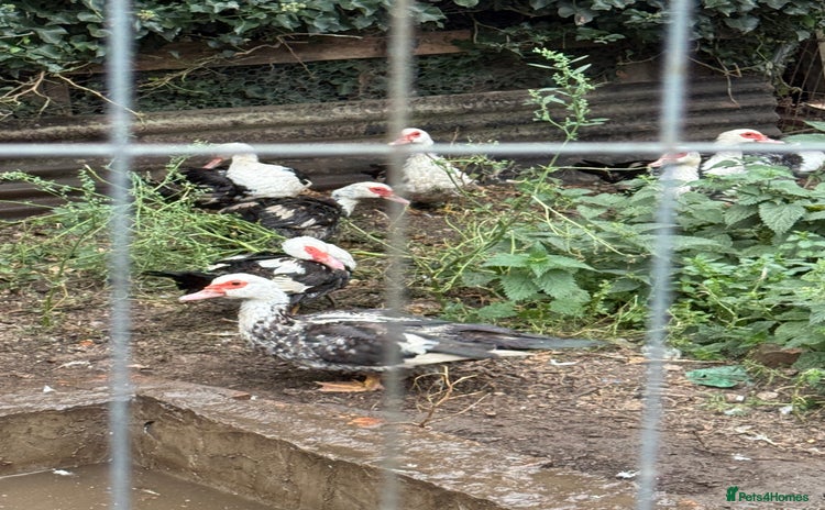 Ducks poultry - Advert 1