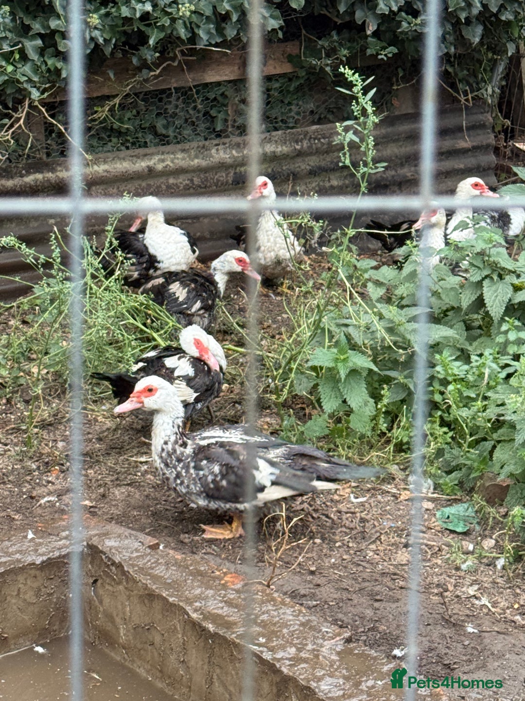 Ducks poultry for sale: Muscovy duck  - Image 1