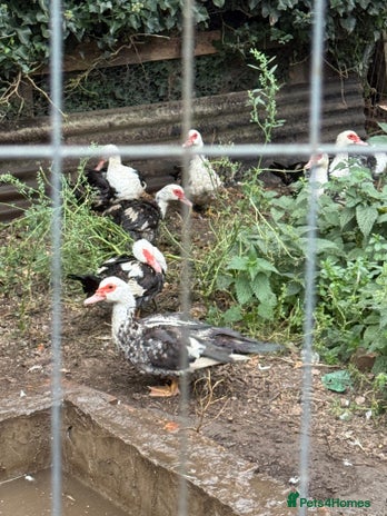 Ducks poultry - Advert 20