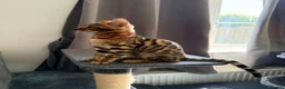 Bengal cats for sale: Stunning Bengal 3 Boys left - Advert 22