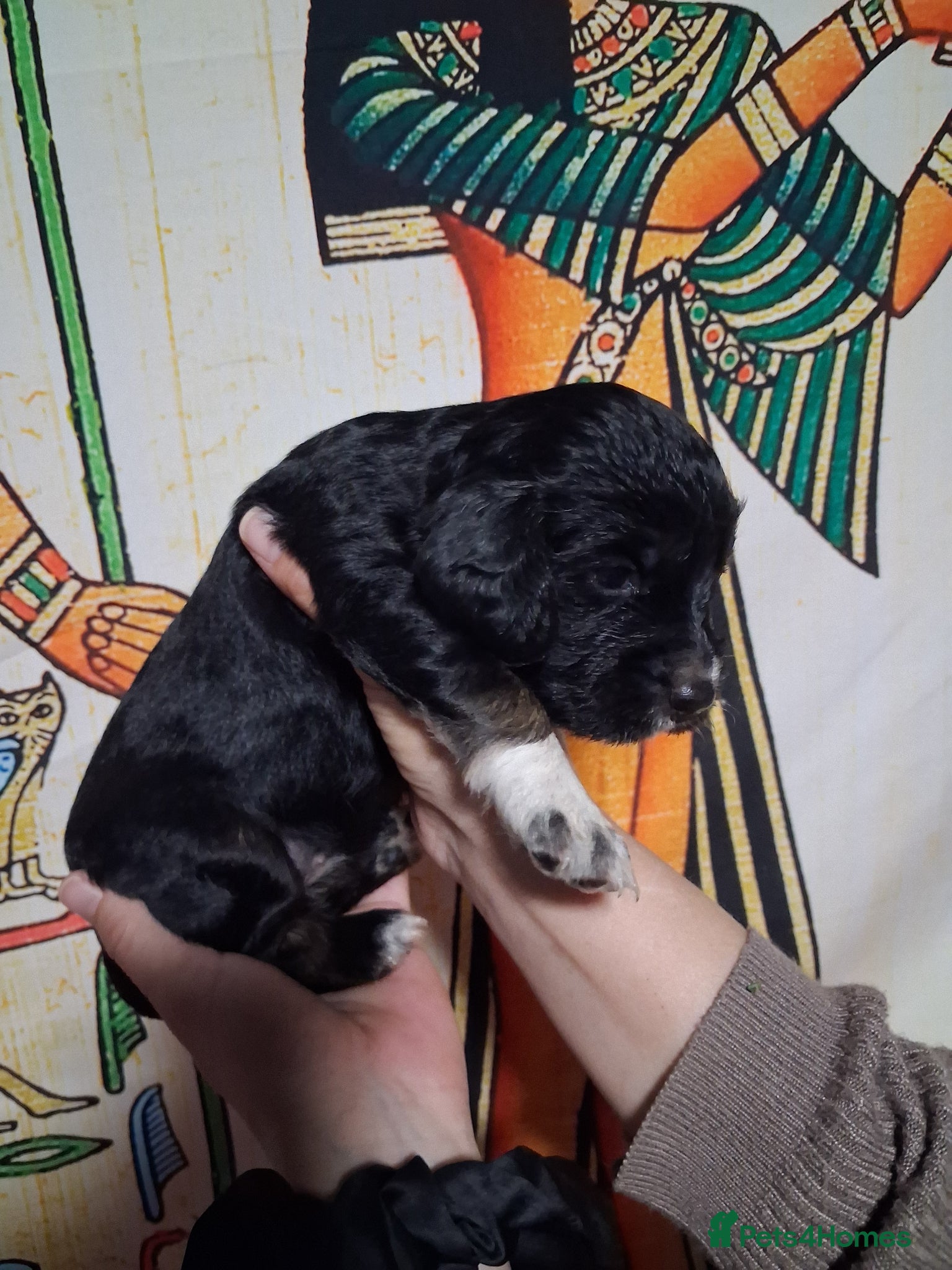 Cocker Spaniel dogs 6 stunning working cocker spaniels - Advert 4