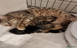 Mixed Breed cats for adoption: Two lovely kittens for adoption - Image 3