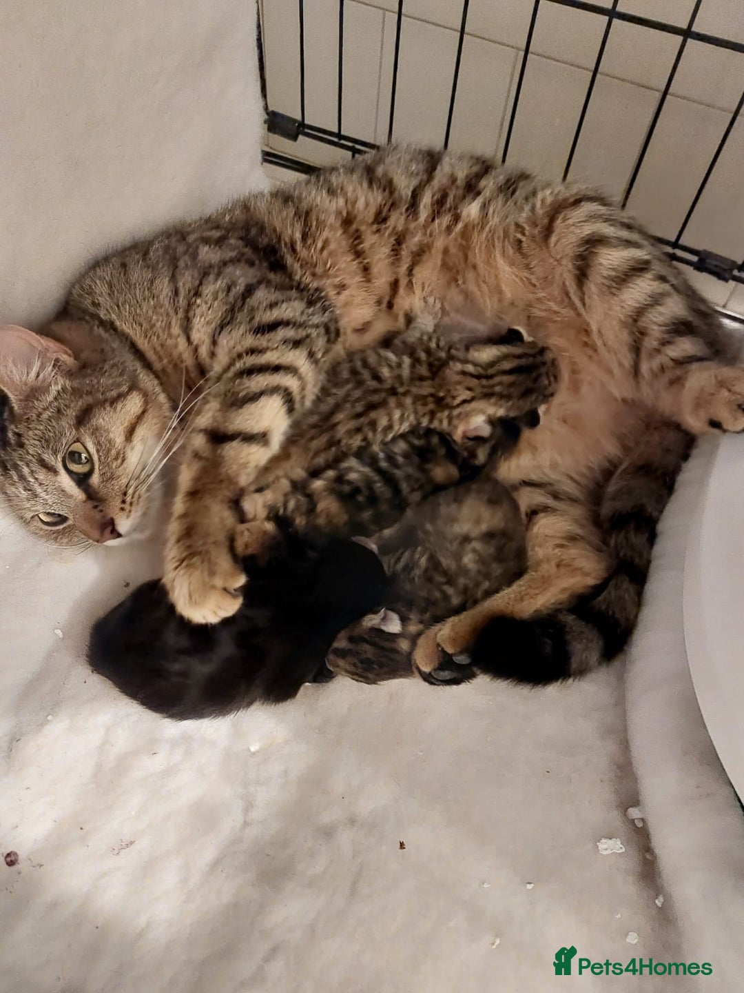 Mixed Breed cats for adoption: Two lovely kittens for adoption - Image 3