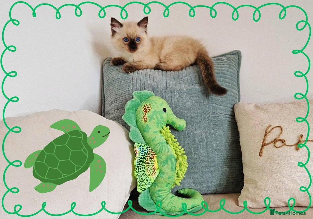 Ragdoll cats for sale: Top-Quality Pedigree Ragdoll Kittens - 3 AVAILABLE - Image 26