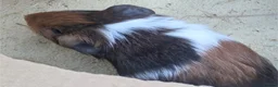 Guinea Pig rodents for sale: Guinea pig baby boars for sale in Felixstowe - Advert 3