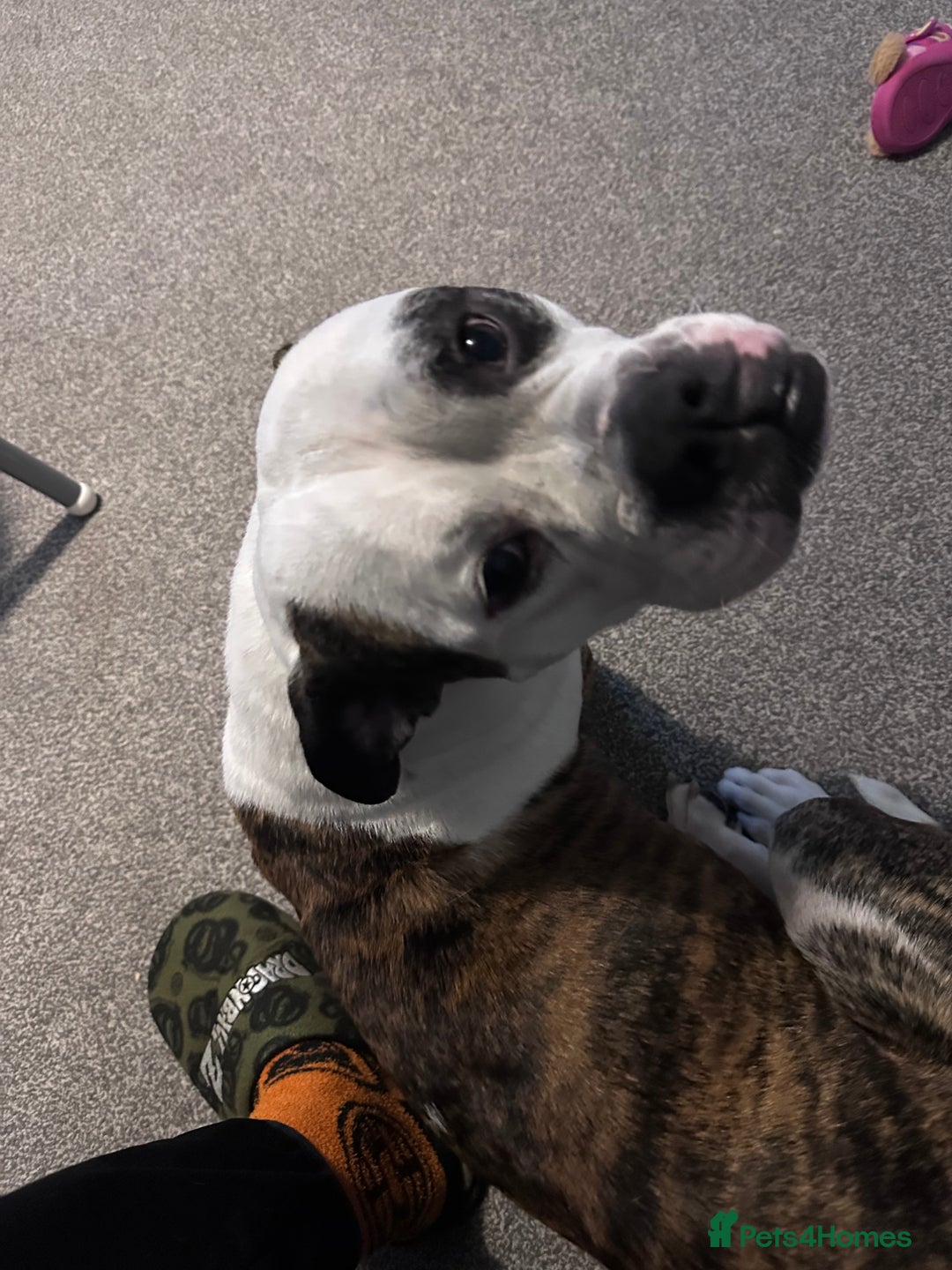 Old Tyme Bulldog dogs for sale: Old Tyme Bulldog - Advert 3