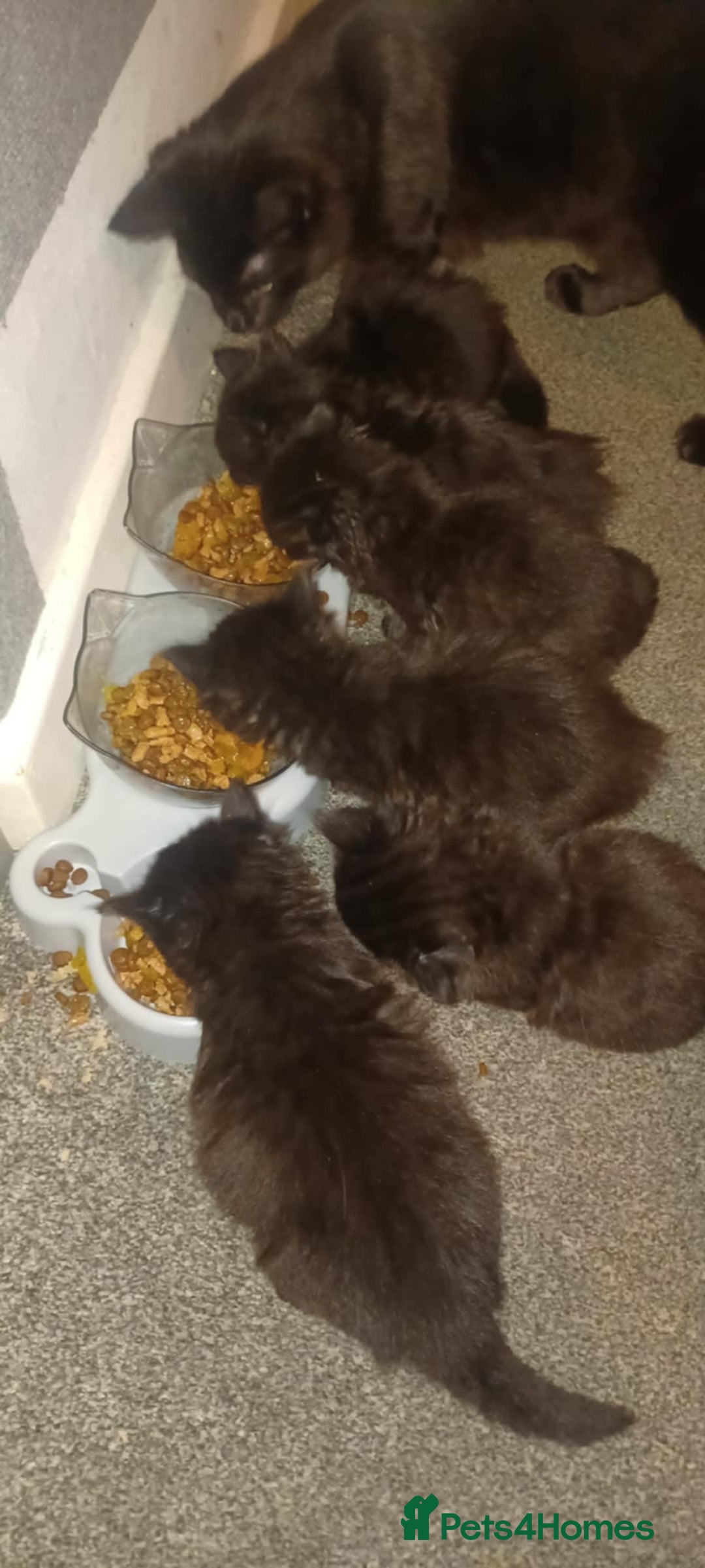 Ragdoll cats for sale: Ragdoll x Bombay  - Advert 17