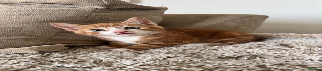 Mixed Breed Kitten 2