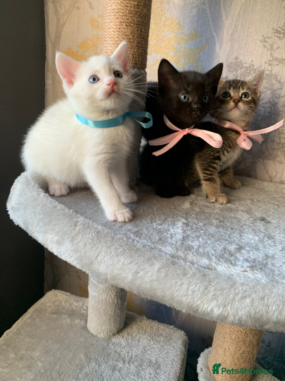 Mixed Breed cats for sale: Beautiful Mixed Angora Kittens - Advert 8