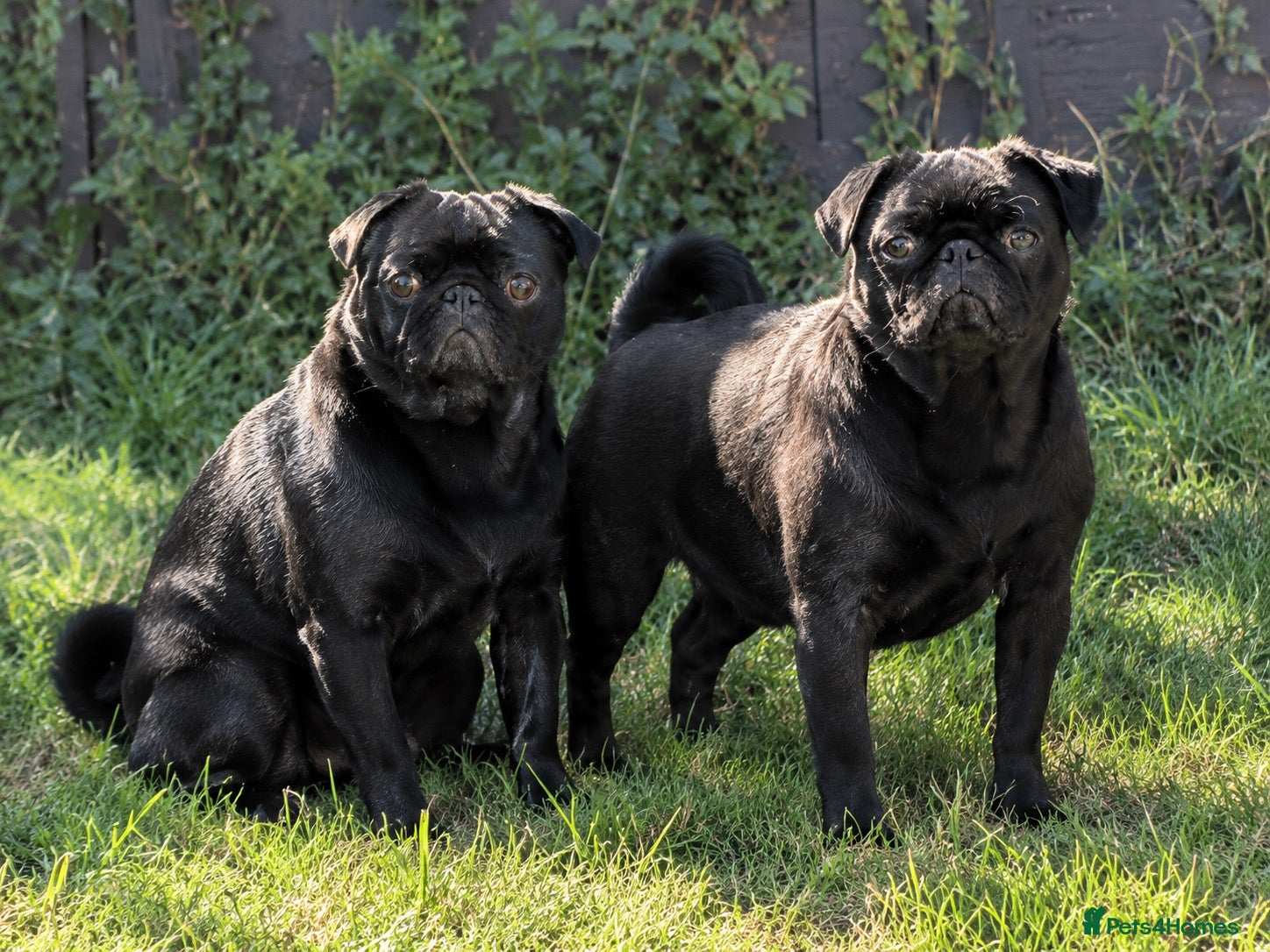 Pug dogs KC reg pug puppies Puglicious - Advert 2