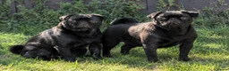 Pug dogs for sale: KC reg pug puppies Puglicious - Advert 2