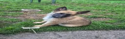 German Shepherd dogs for sale: DDR German Shepherds  - Advert 6