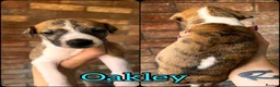 Whippet dogs for sale: One boy, Kennel club registered. - Advert 19