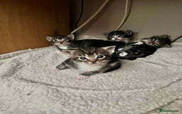 Mixed Breed cats for sale: 4 tabby kittens  - Image 4