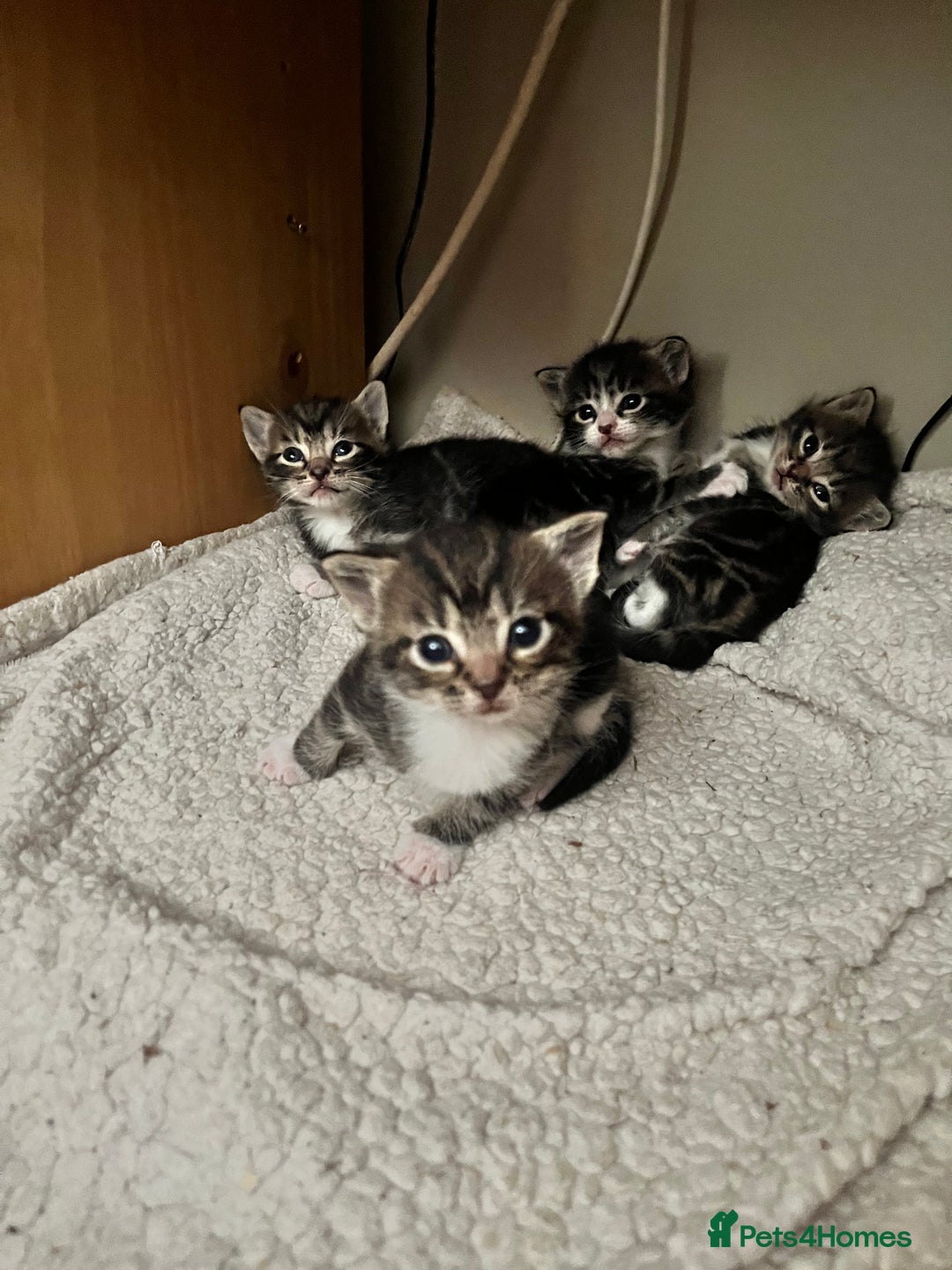 Mixed Breed cats for sale: 4 tabby kittens  - Image 4