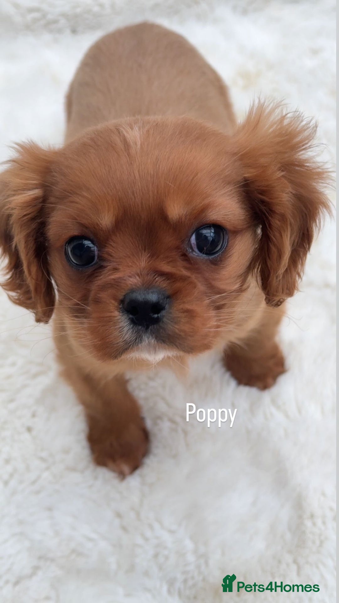 Cavalier King Charles Spaniel dogs for sale: Cavalier King Charles puppy  - Advert 4