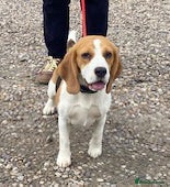 Beagle dogs Pup Dolly wants a new loving forever home - Advert 2