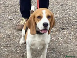 Beagle dogs Pup Dolly wants a new loving forever home - Advert 2