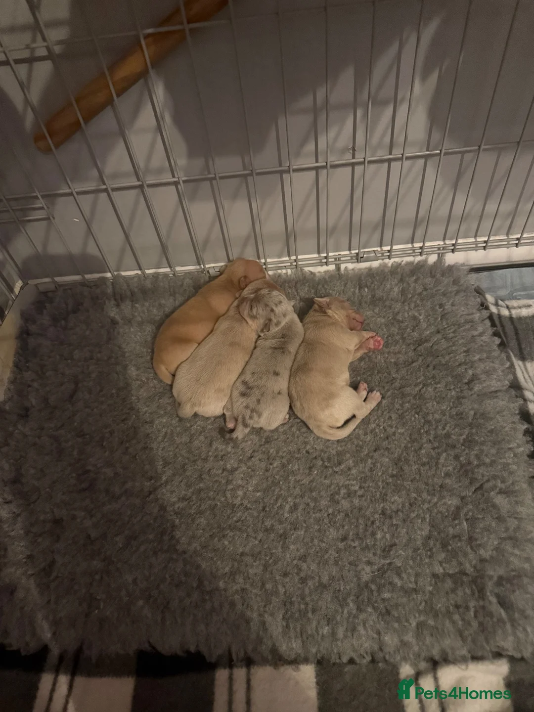 Chihuahua dogs for sale: 🐾💜 4 Beautiful Chihuahua Boys 💜🐾  - Advert 24