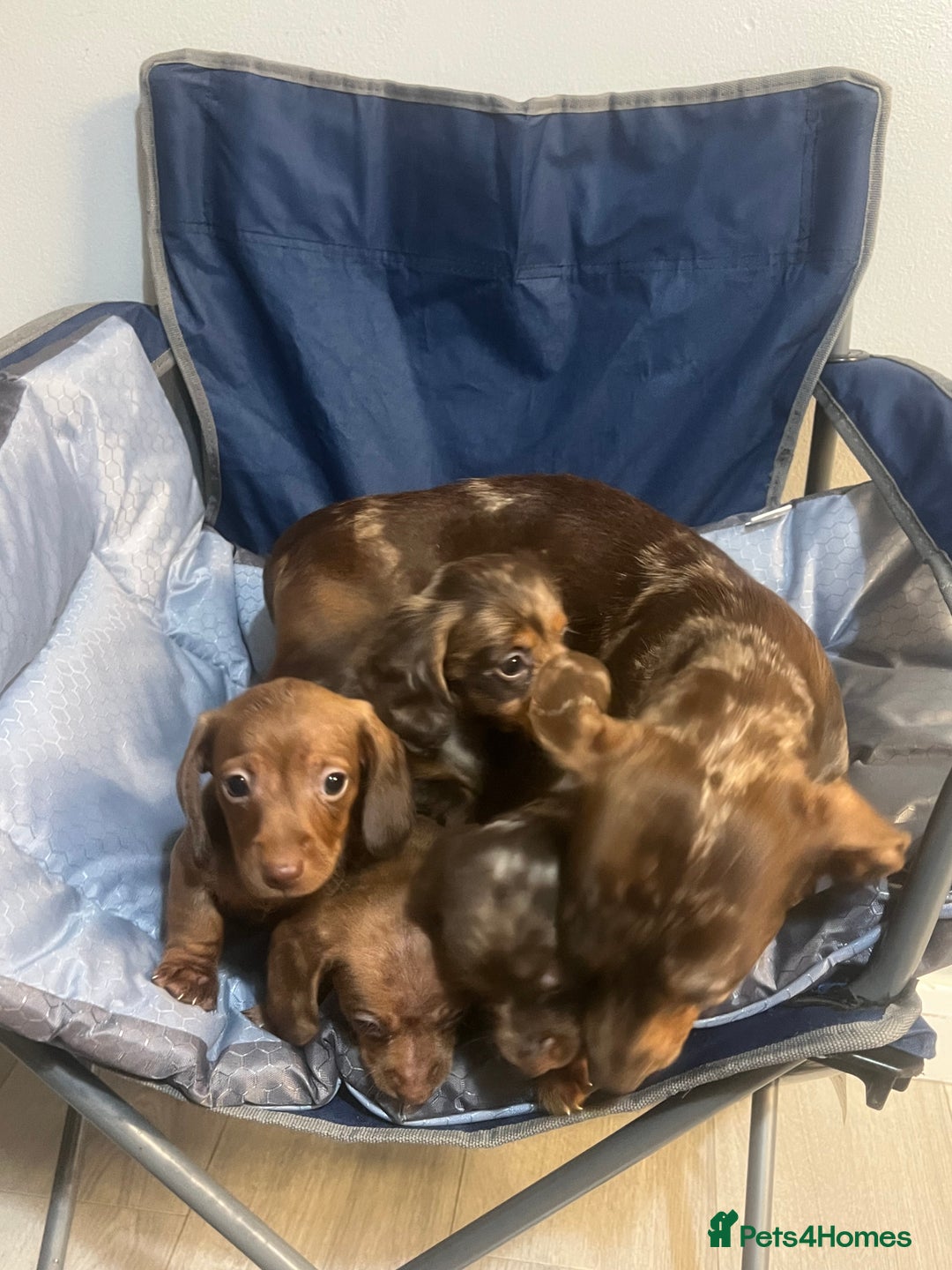 Miniature Dachshund dogs for sale: Gorgeous Miniature Dachshunds - Image 27