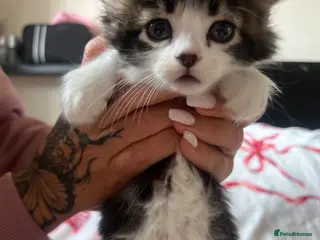 Mixed Breed cats Mixed breed kittens - Advert 1