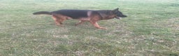 German Shepherd dogs for sale: 2 outstanding Males  - Advert 9