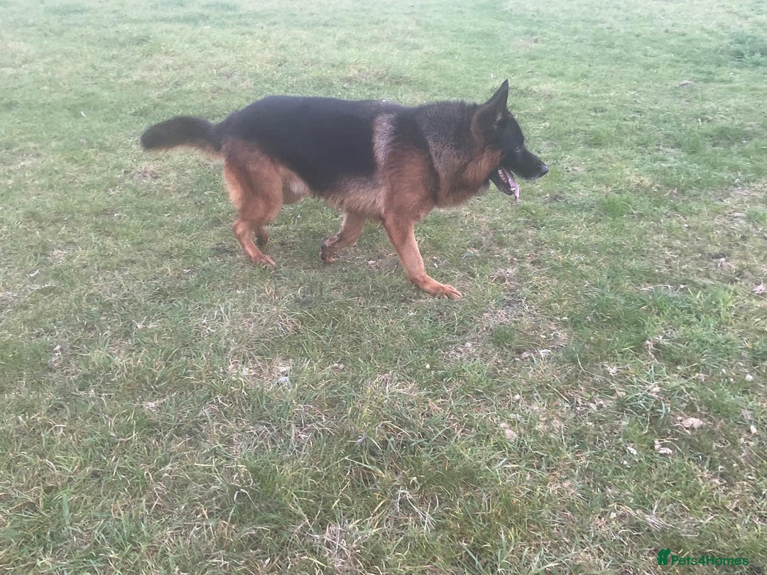 German Shepherd dogs for sale: 2 outstanding Males  - Advert 9